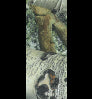 Neosupreme Mossy Oak color swatch — Mountain Country with Black Sides
