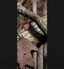 Neosupreme Mossy Oak color swatch — Break Up Infinity with Black Sides