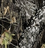 Neosupreme Mossy Oak color swatch — Break Up Solid
