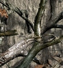 Neosupreme Mossy Oak color swatch — Treestand Solid