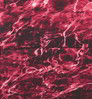 Neosupreme Mossy Oak color swatch — Elements Crimson Solid