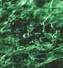 Neosupreme Mossy Oak color swatch — Elements Largemouth Solid