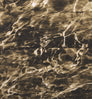 Neosupreme Mossy Oak color swatch — Elements Sandcrab Solid