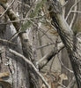 Neosupreme Realtree AP Solid color swatch — Neosupreme Realtree AP Solid