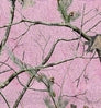 Neosupreme Realtree P color swatch — Pink