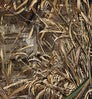Velour Realtree Max-5 color swatch — Velour Realtree Max-5